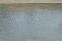 DSC00978